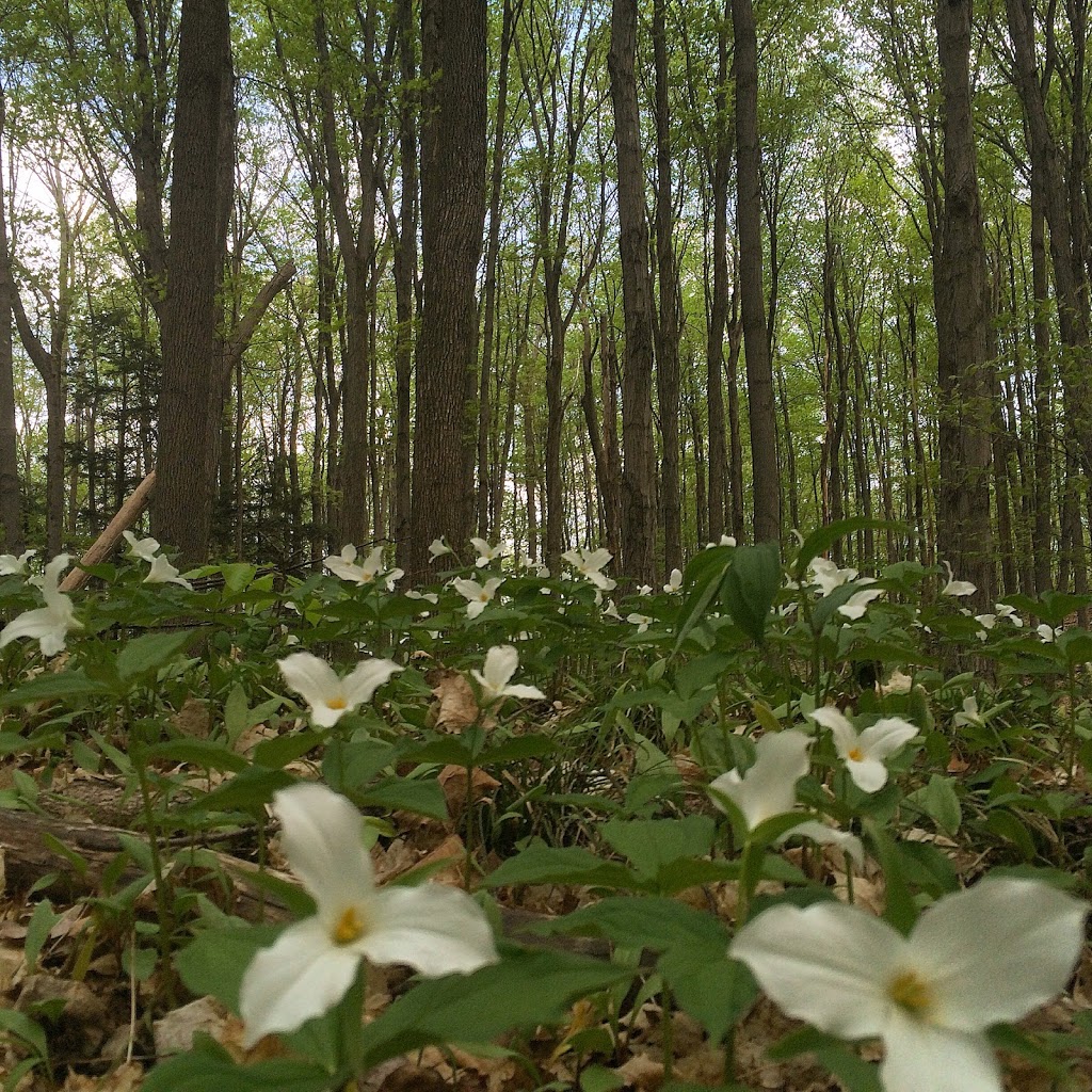 Glen Haffy Conservation Park | 19245 Airport Rd, Caledon East, ON L7K 2M9, Canada | Phone: (905) 584-2922