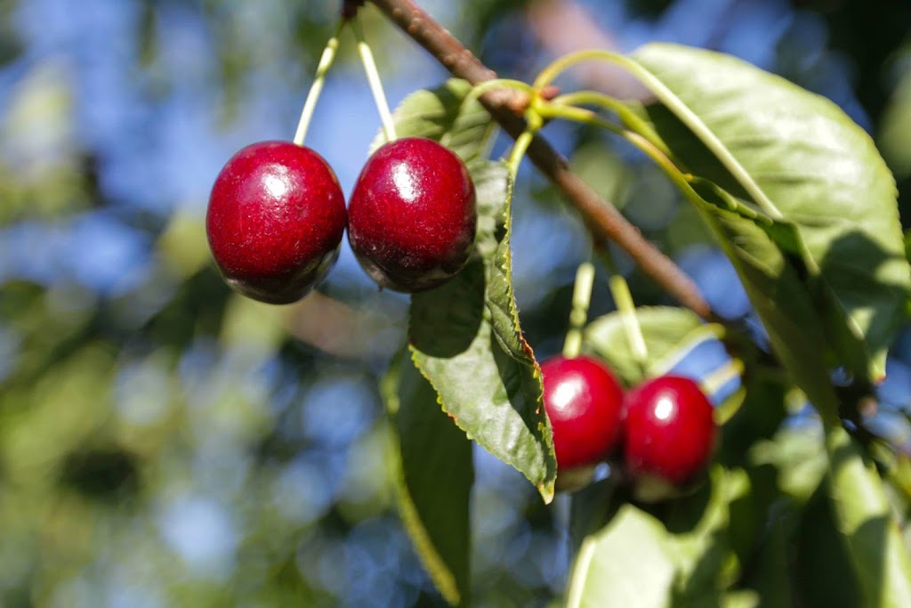 Rose Family Orchard | 11911 Okanagan Centre Rd E, Lake Country, BC V4V 1G3, Canada | Phone: (250) 801-1273