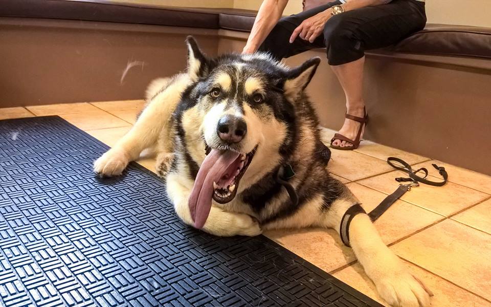 Trafalgar Animal Hospital | 1063 Sixth Line, Oakville, ON L6H 1W6, Canada | Phone: (905) 845-2611