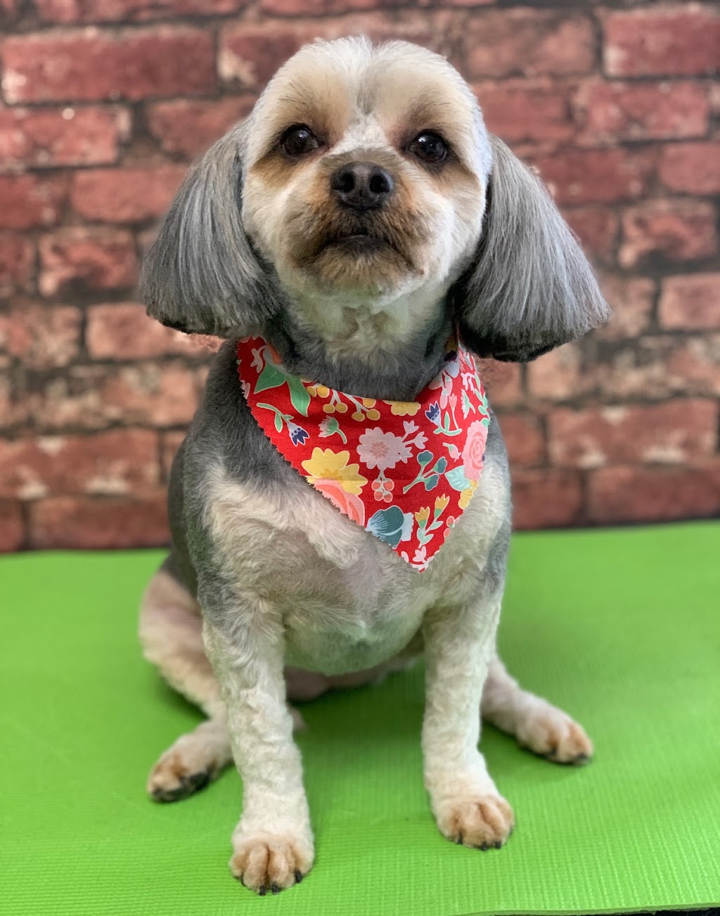 Happy Hounds Dog Grooming | 1 Westwood Wynd, Fort Saskatchewan, AB T8L 4L3, Canada | Phone: (780) 690-2033