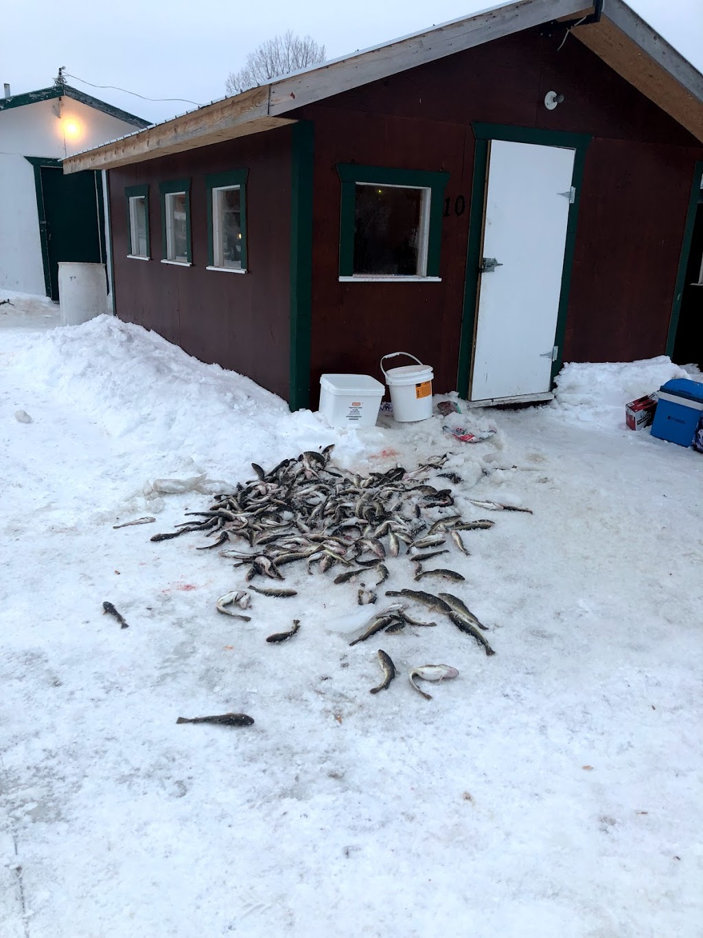 Poisson des chenaux- Centre de pêche Jacques Lefebvre | 230 Rue Sainte-Anne, Sainte-Anne-de-la-Pérade, QC G0X 2J0, Canada | Phone: (418) 325-3047