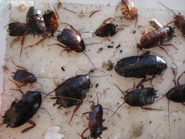 Pestend Pest Control Brampton | 2 County Ct Blvd Suite 400, Brampton, ON L6W 3W8, Canada | Phone: (416) 749-9200