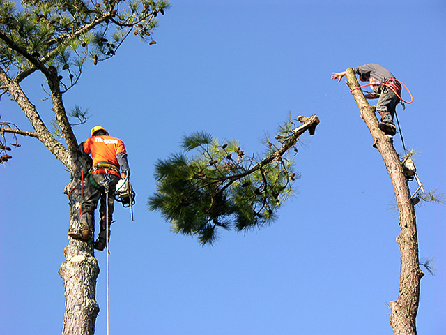 Westisland Tree Service | Old Châteauguay Rd, Kahnawake, QC J0L 1B0, Canada | Phone: (514) 631-6162