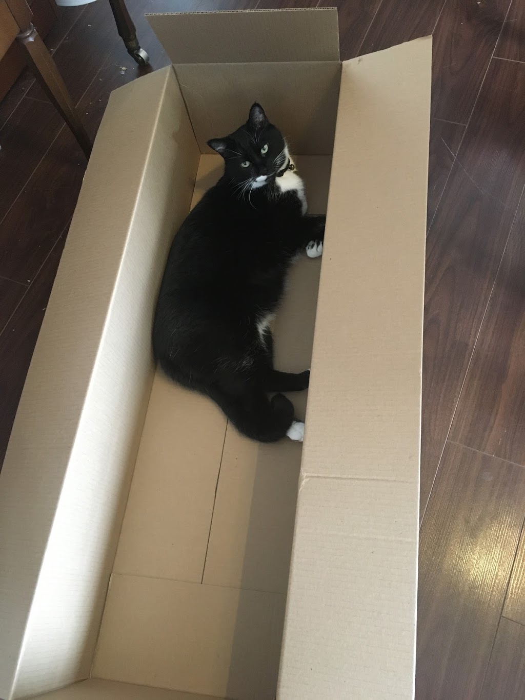 Cat Sitter Toronto Inc | 16 Medford Ave, Scarborough, ON M1L 4G2, Canada | Phone: (647) 360-2504