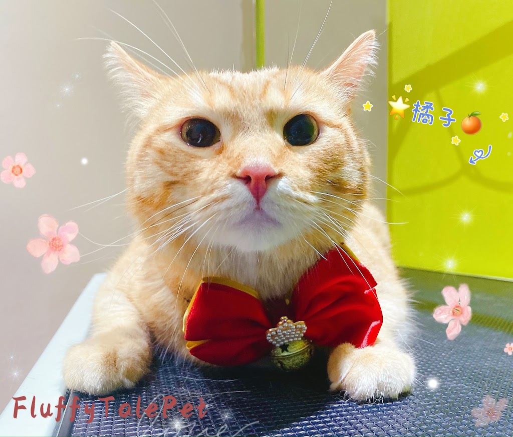 Fluffytale Pet 毛茸茸 | 2 Corby Rd Unit 3, Markham, ON L3R 8A9, Canada | Phone: (437) 345-2083