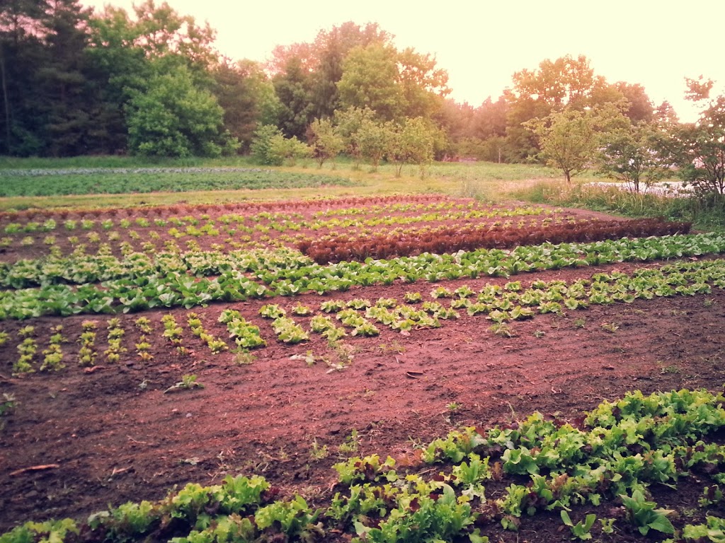 Wheelbarrow Farm | 535 Durham Regional Rd 13, Sunderland, ON L0C 1H0, Canada | Phone: (647) 335-3190