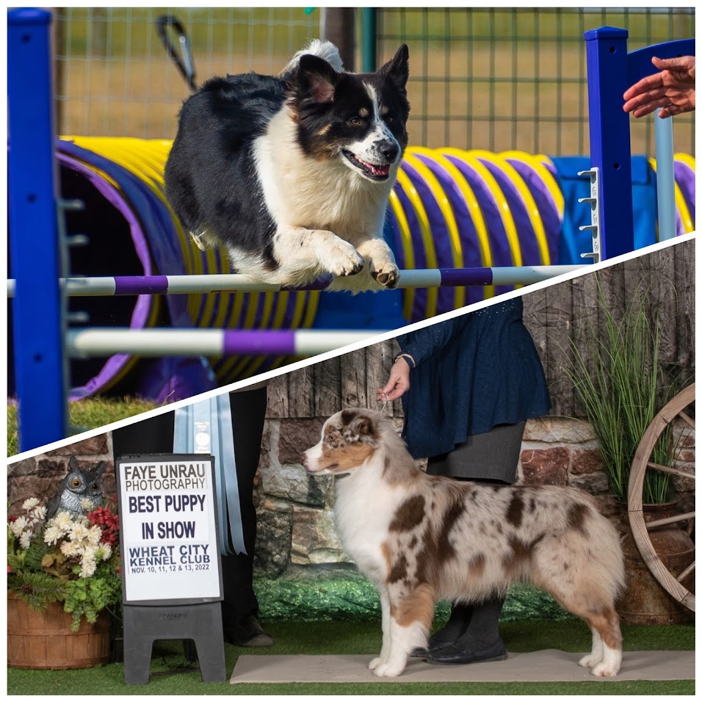 Big Rock Australian Shepherds | 14 303 Ave W, Okotoks, AB T1S 1A2, Canada | Phone: (403) 990-8506