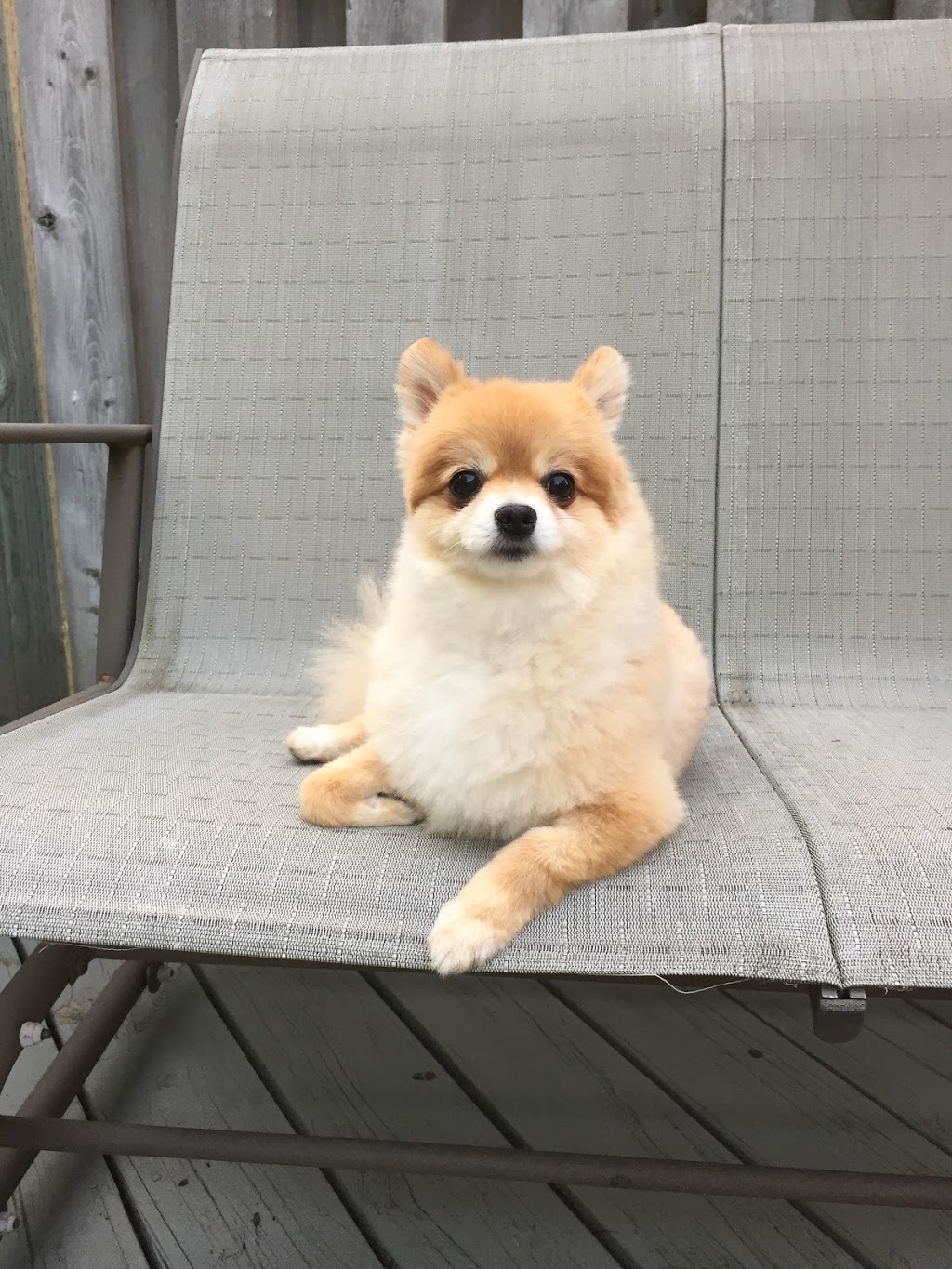 Doggy & Doggy | 140 Henderson Ave, Thornhill, ON L3T 2L5, Canada | Phone: (647) 882-6318