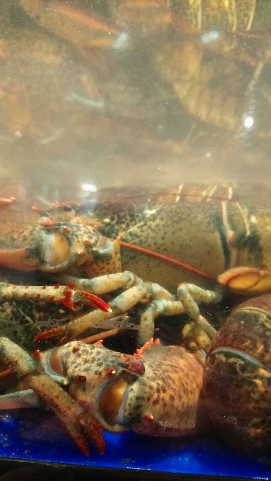 Odessa Poissonnier | 6950 QC-132, Sorel-Tracy, QC J3R 1S6, Canada | Phone: (450) 743-0644