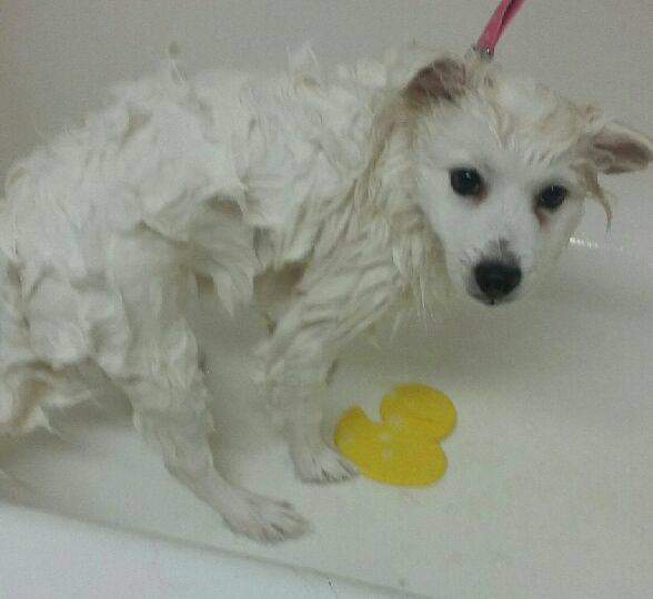 Country Dog House Grooming Salon | 864 Innisfil Beach Rd, Innisfil, ON L9S 2C2, Canada | Phone: (705) 431-4050