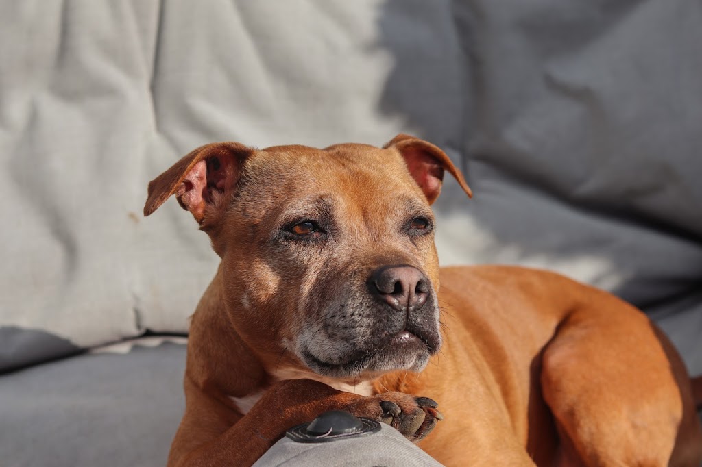 Ideal Canine | 33717 6 Ave, Mission, BC V2V 2A5, Canada | Phone: (778) 347-1884