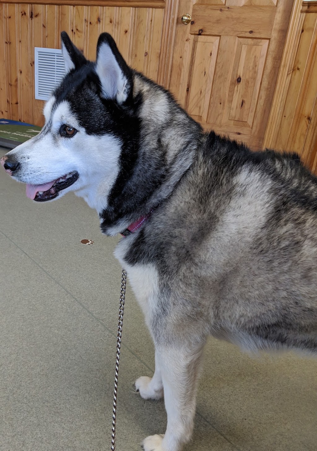 Bellbrae Animal Hospital | 4538 Simcoe County Rd 124, Collingwood, ON L9Y 3Z1, Canada | Phone: (705) 445-5154