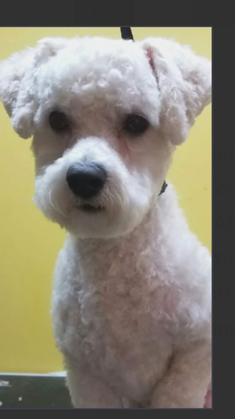Peace of Mind Dog Grooming | 130 Fifth St. Front Apt, Etobicoke, ON M8V 2Z3, Canada | Phone: (416) 830-2093