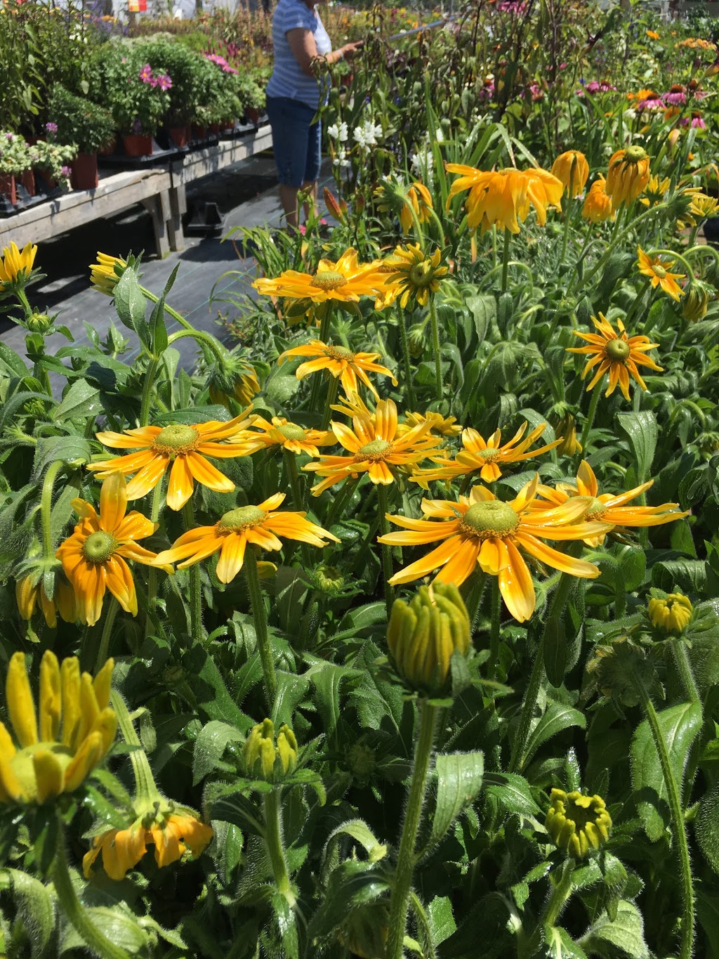 C & S Country Gardens | 937 Dawson Rd, Lorette, MB R0A 0Y0, Canada | Phone: (204) 878-3454