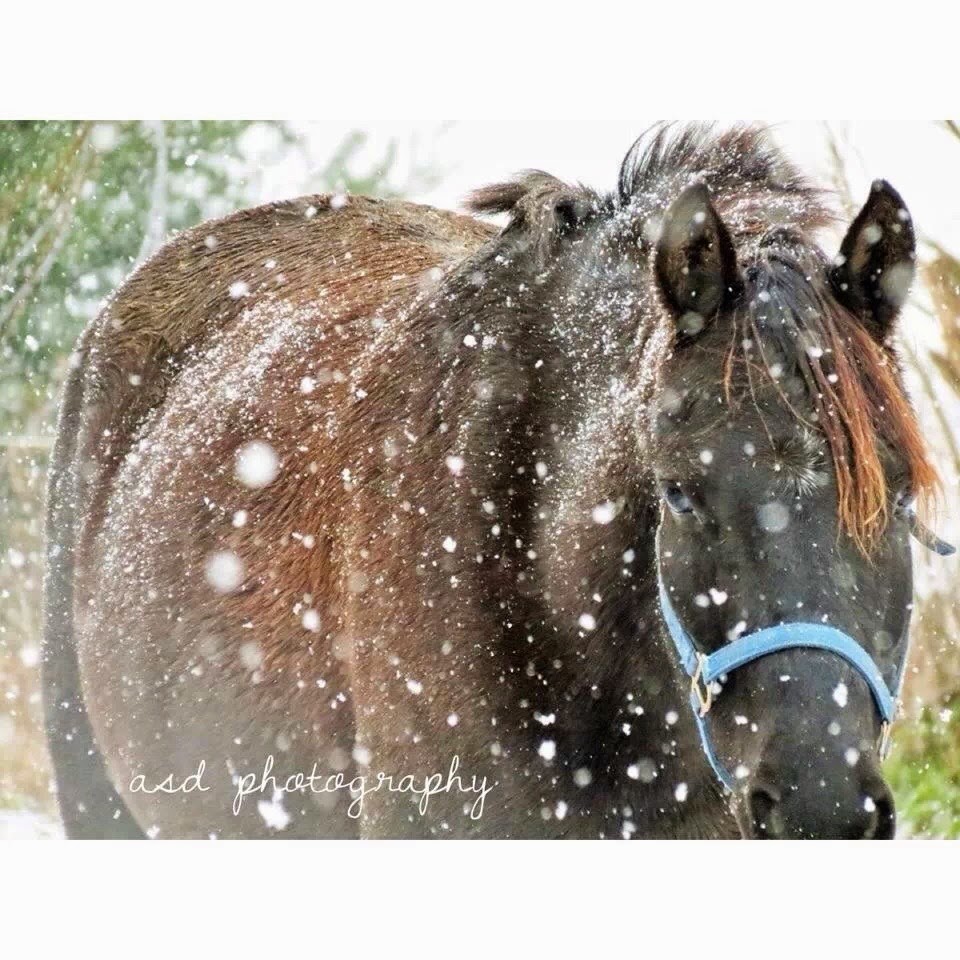 Springfield Stables Riding Academy | 7143 Ashburn Rd, Whitby, ON L1M 1L6, Canada | Phone: (905) 655-4280