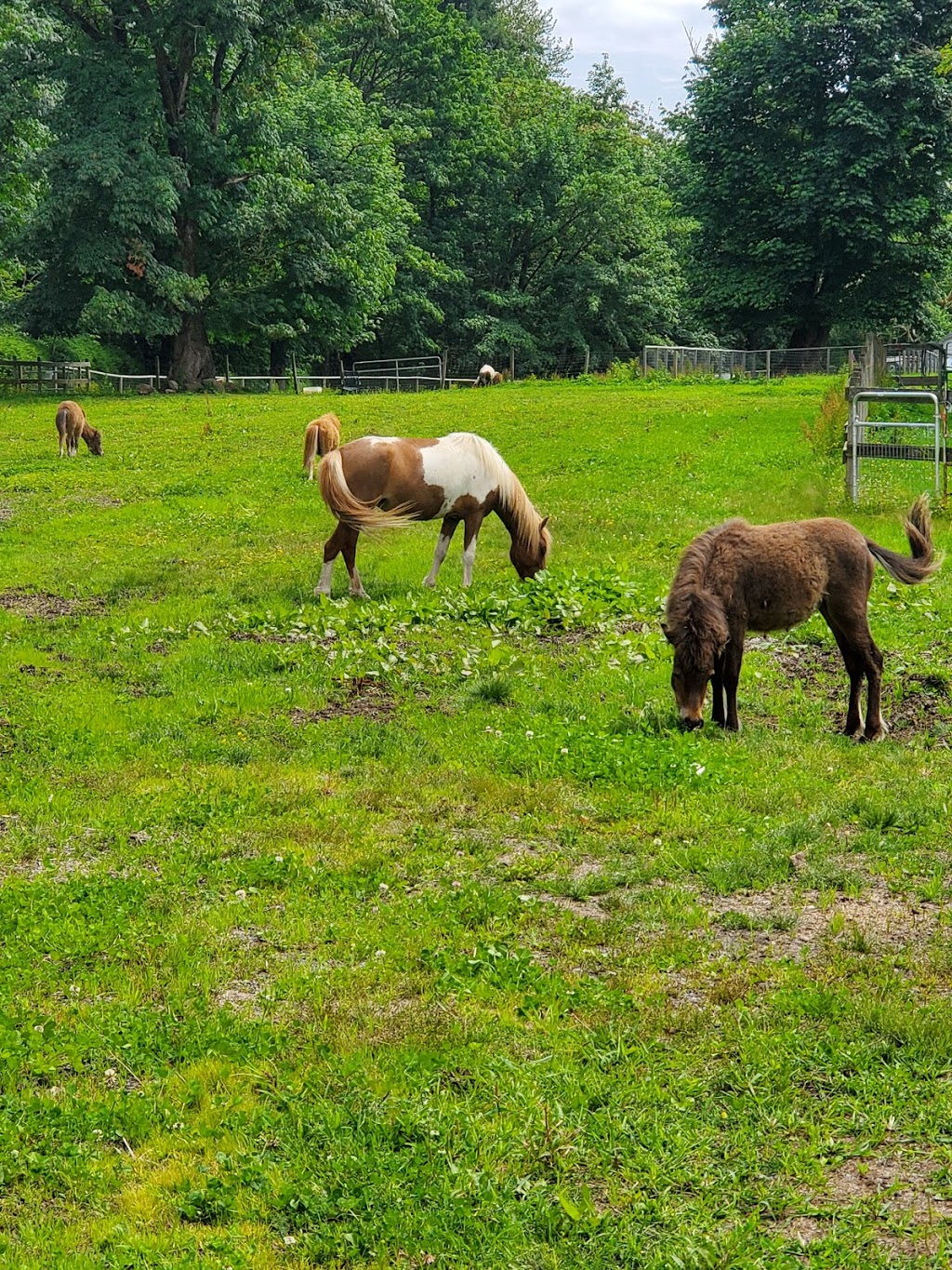 Laughing Stock Ranch | 24555 32 Ave, Langley City, BC V2Z 2J5, Canada | Phone: (604) 720-6484