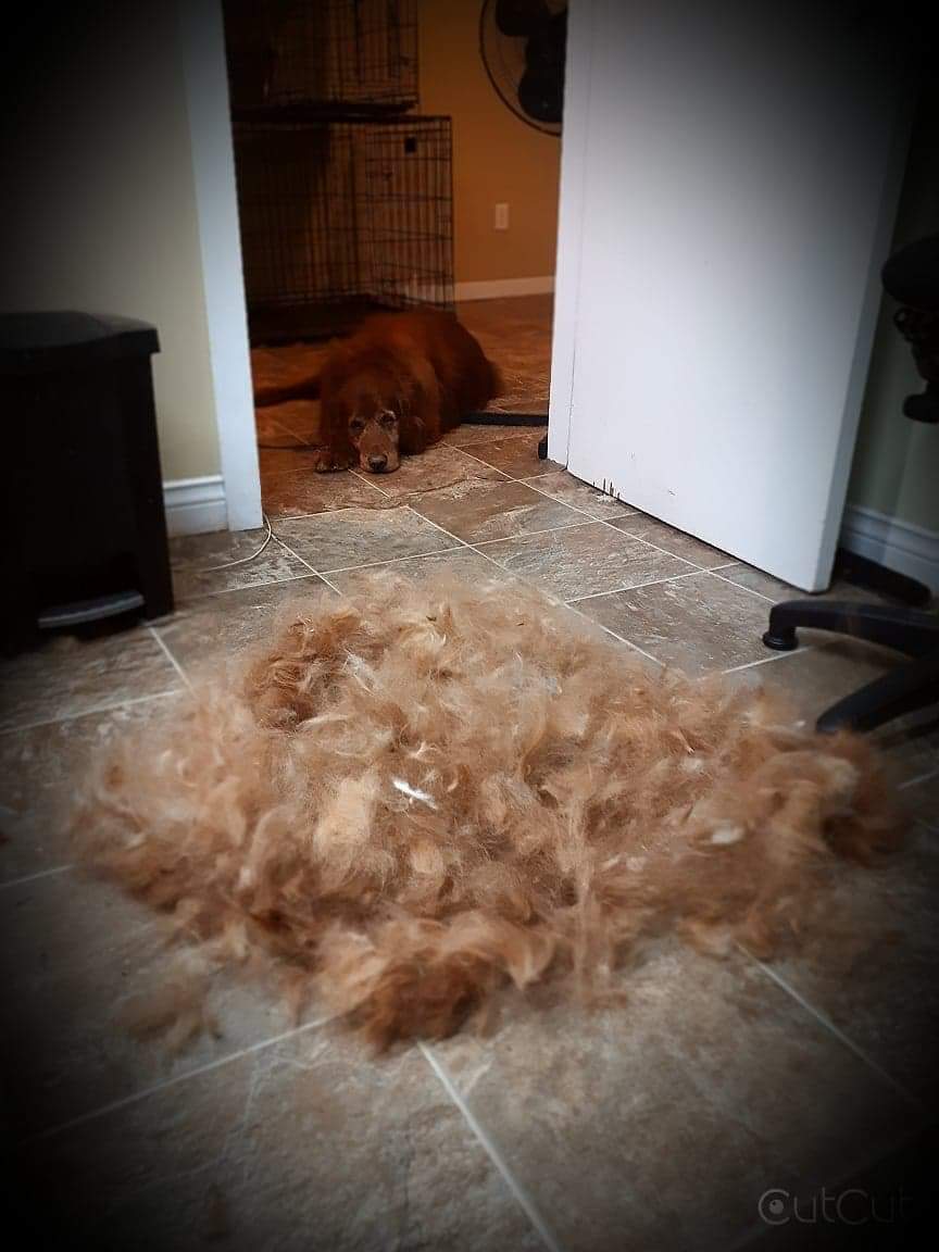 Lassie Salon | 9 Frier St, Moncton, NB E1A 4L7, Canada | Phone: (506) 852-4446