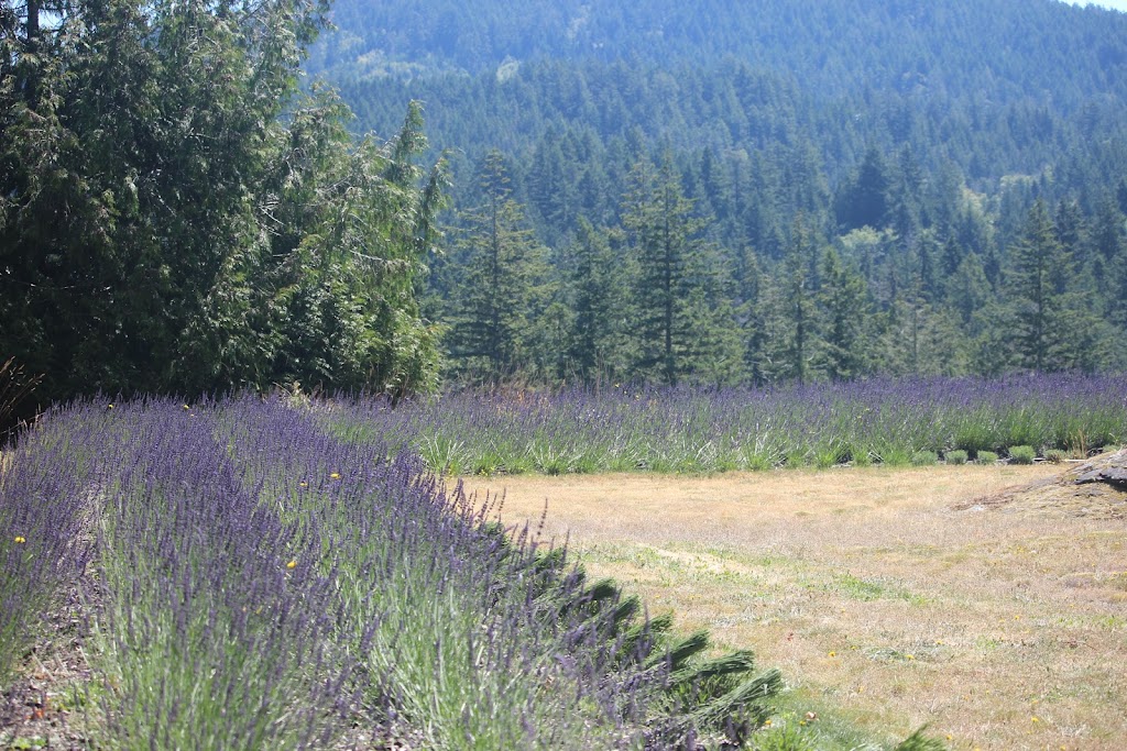 Sooke Organic Lavender | point of interest | 3039 Phillips Rd, Sooke, BC V9Z 1K7, Canada | 2503808923 OR +1 250-380-8923