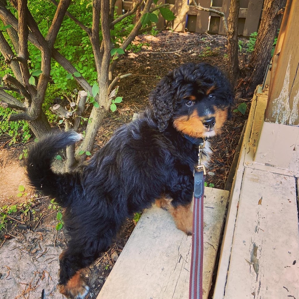 Willow Brooke Bernedoodles | 3532 Erbs Road W, Baden, ON N3A 3M2, Canada | Phone: (519) 580-5865