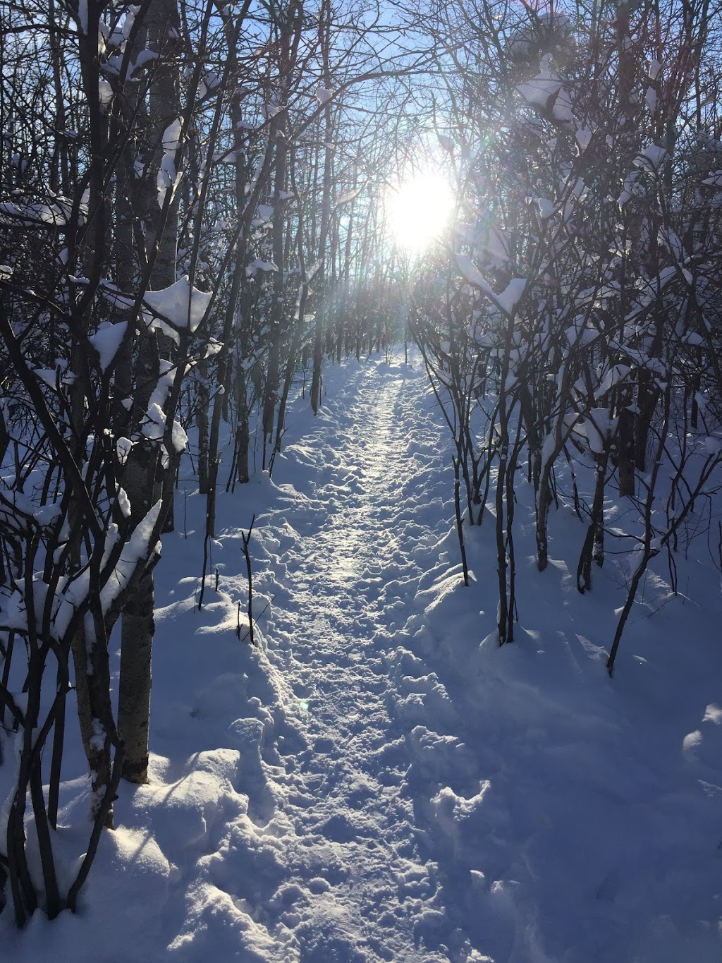 Edworthy Off Leash Park | 5427-5539 Edworthy St SW, Calgary, AB T3C 3B2, Canada
