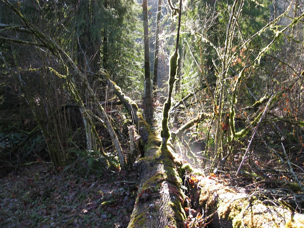 Timber to Table Woodworks | 34273 Woodbine Crescent, Abbotsford, BC V2S 2R4, Canada | Phone: (604) 859-3748