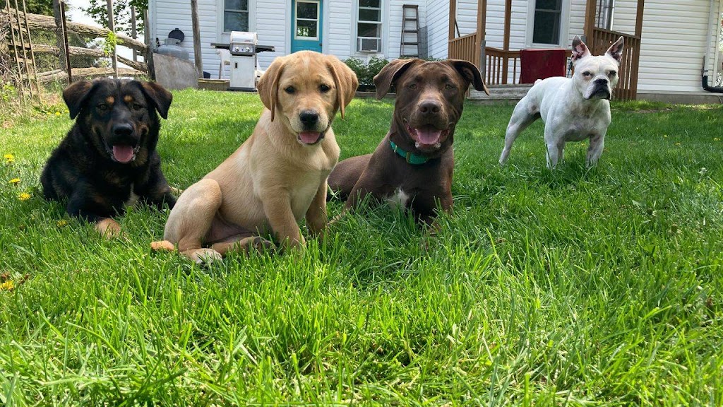 Doggy Daycare and Sleepovers | 440 Aranda Way, Codrington, ON K0K 1R0, Canada | Phone: (613) 847-3418