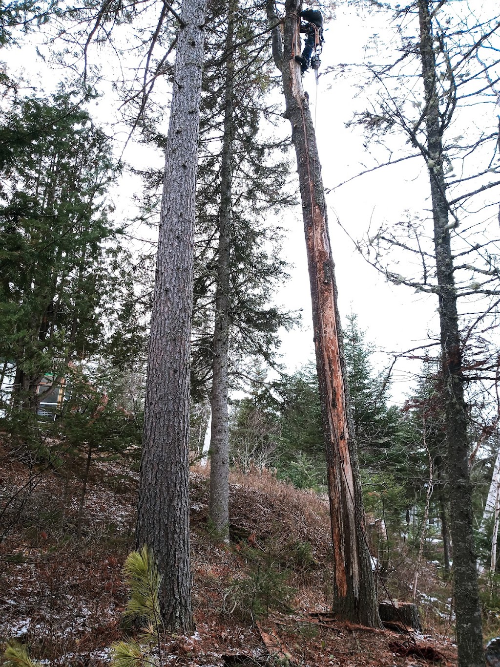 arboriculture nootka | 2815 chemin des laurentides, Sainte-Julienne, QC J0K 2T0, Canada | Phone: (579) 960-3070