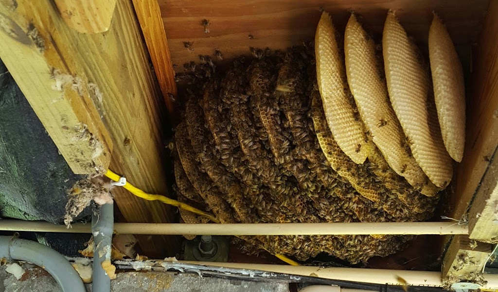 Bee Friendly Removal Service | 6037 Old Guide Rd, Bellingham, WA 98226, USA | Phone: (360) 303-6220