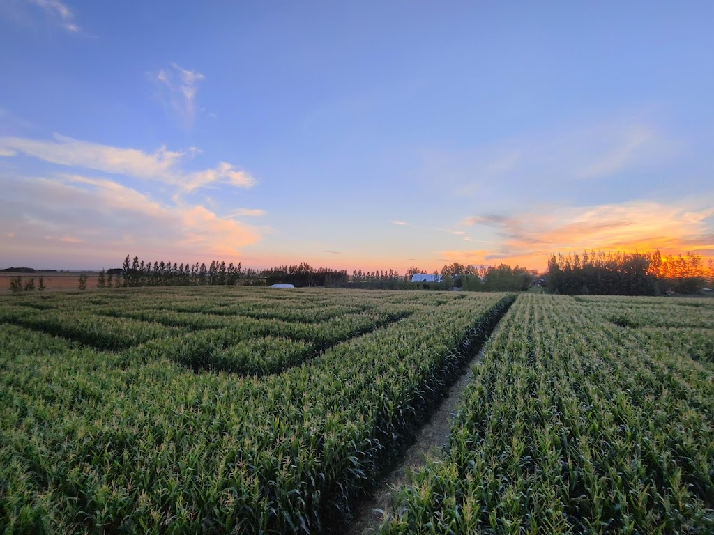 Lethbridge Corn Maze | 104051 Range Rd 224, Alberta T0K 2A0, Canada | Phone: (403) 381-3775