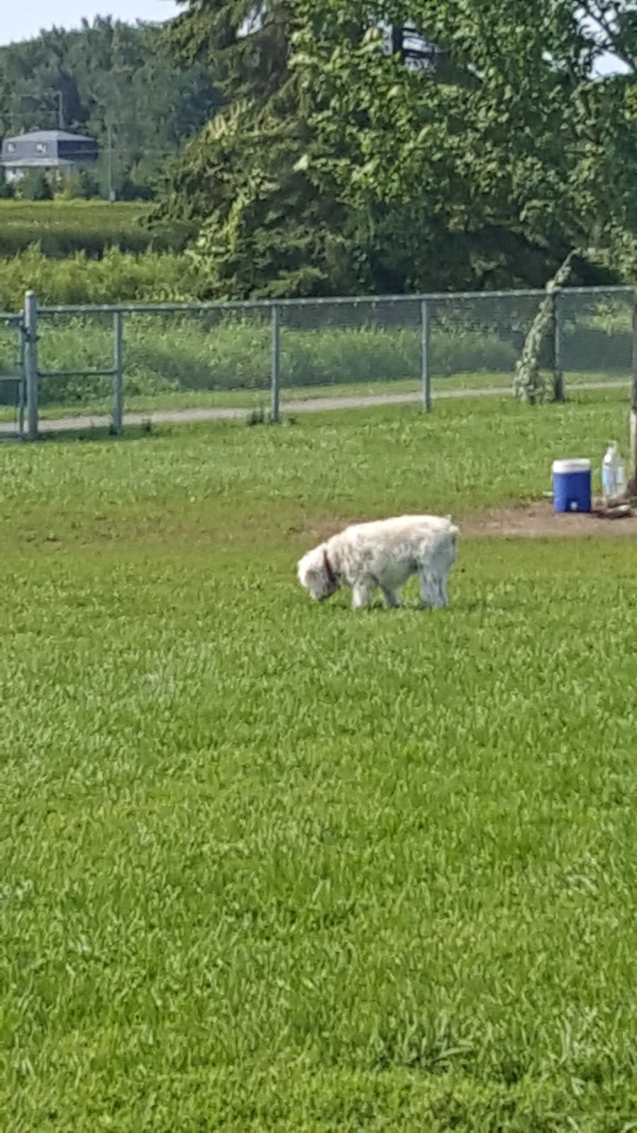 Bowmanville Off Leash Dog Park | Waterfront Trail, Courtice, ON L1E 2S6, Canada | Phone: (905) 623-6380