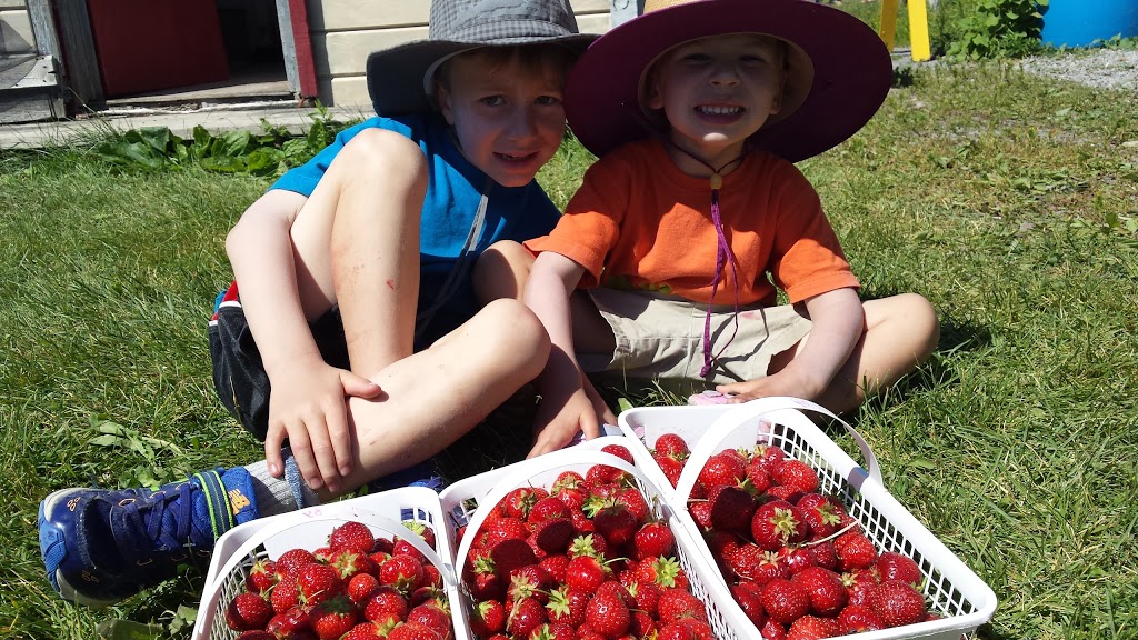 Buckhorn Berry Farm | 3055 Berrie Rd, Lakefield, ON K0L 2H0, Canada | Phone: (705) 657-8888