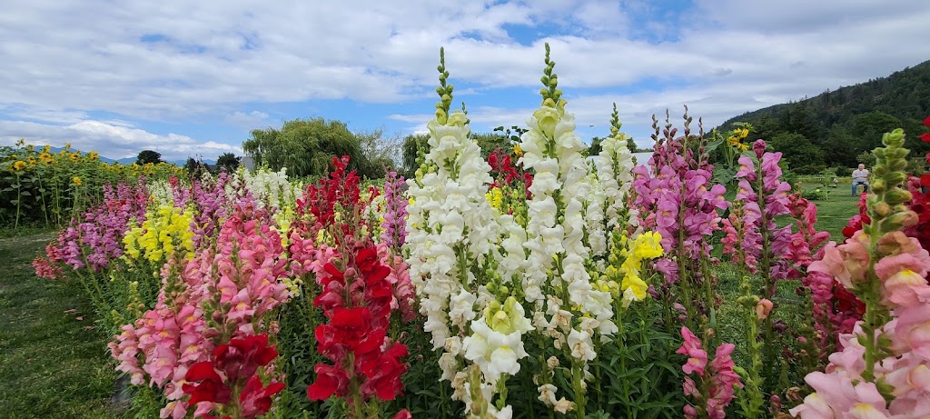Cultus Lake Flower Fest | 4215 Wilson Rd, Chilliwack, BC V2R 5H4, Canada | Phone: (604) 798-7332