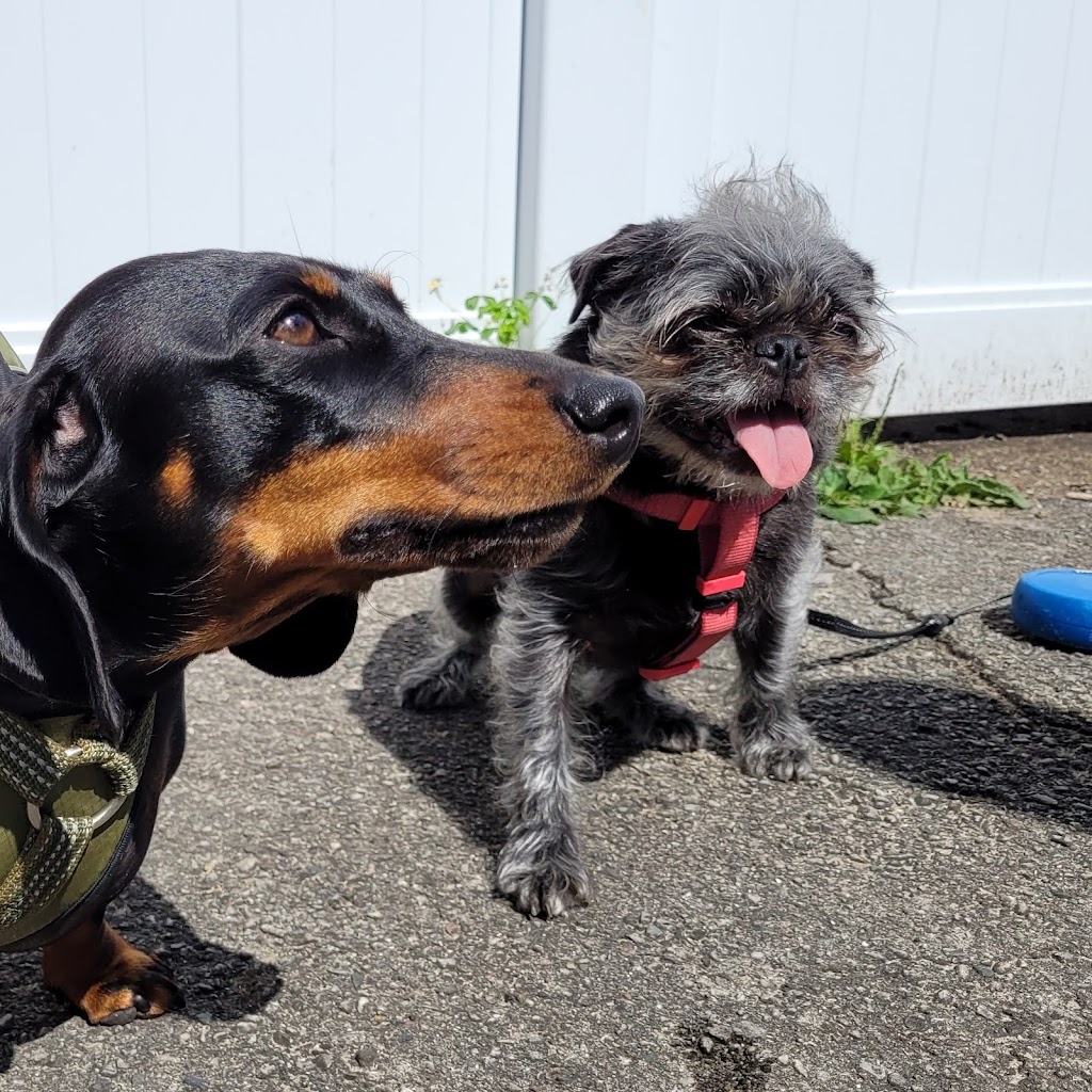 Dog Grrrl Canada | 70 Roc Rd, Tiny, ON L0L 2J0, Canada | Phone: (705) 302-8033