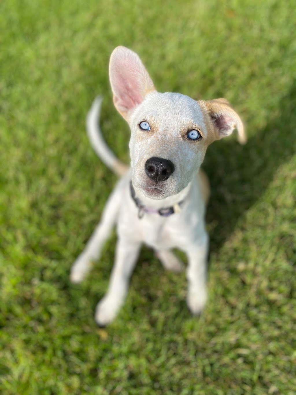 Clearspring Kennels | 38010 Municipal 35 Rd E, Blumenort, MB R0A 0C1, Canada | Phone: (204) 320-9008