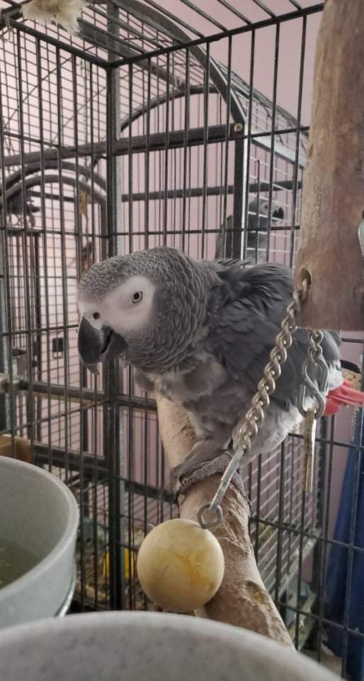 Winged Oasis Parrot Rescue | 571 Giroux St, Pembroke, ON K8A 4G8, Canada | Phone: (289) 829-0294