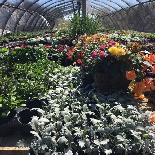 Town & Country Garden Centre | R.R. #3 217729, Concession Rd 3, Owen Sound, ON N4K 5N5, Canada | Phone: (519) 376-1112