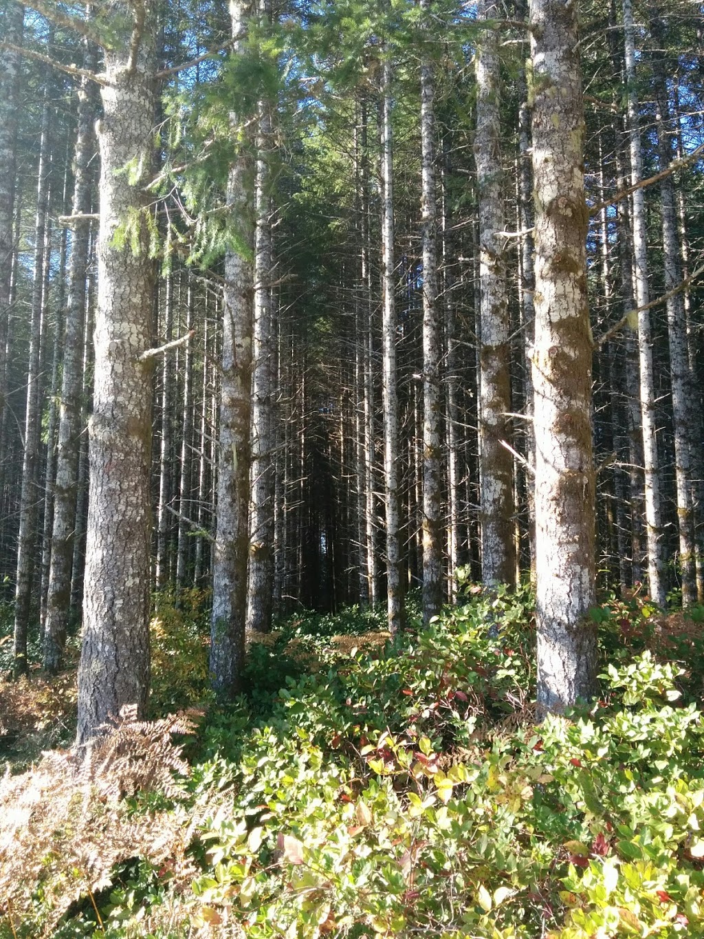 BC Forestry Research Station | 7060 Forestry Rd, Mesachie Lake, BC V0R 2N0, Canada | Phone: (250) 749-6811