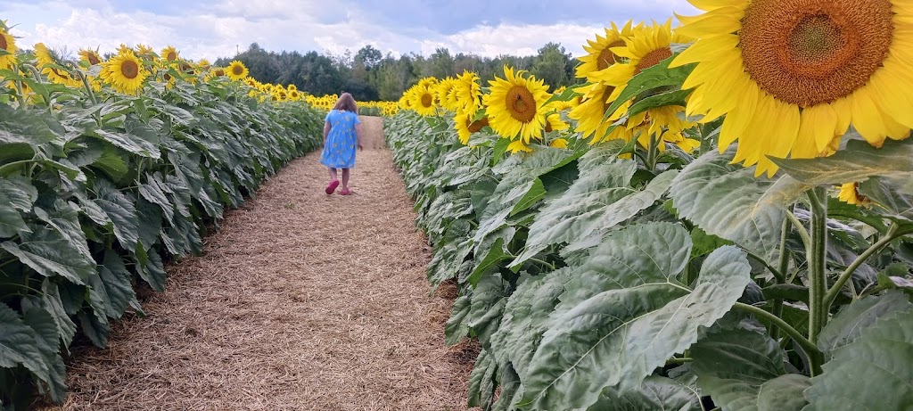 The Little Sunflower Farm | 347 Lindsay St S, Lindsay, ON K9V 4R4, Canada | Phone: (416) 316-9543