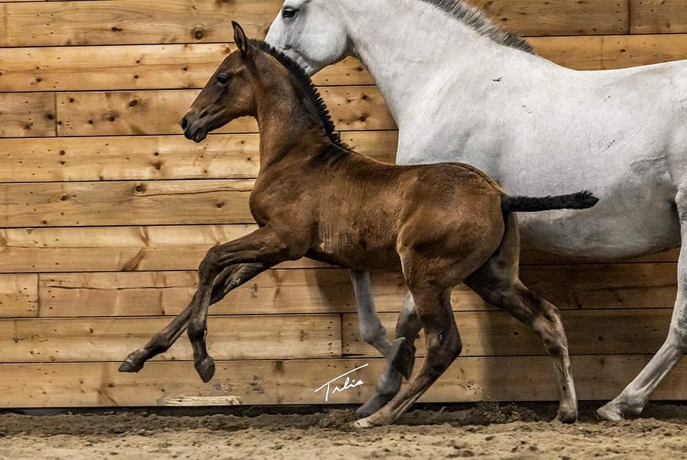 La Conquista Ranches | 8th St E, Foothills County, AB T1V 1M4, Canada | Phone: (403) 918-3797