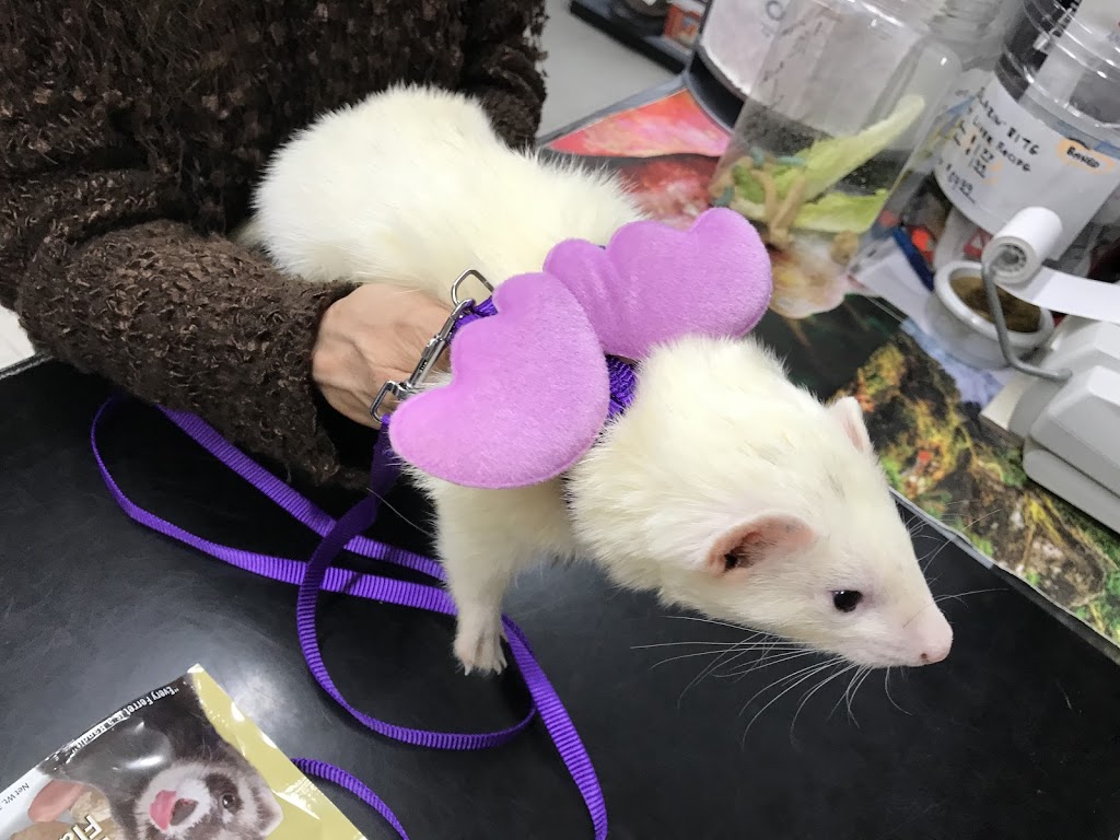 King Ed Pet Centre Ltd | 7377 Kingsway, Burnaby, BC V3N 3B8, Canada | Phone: (604) 525-4955