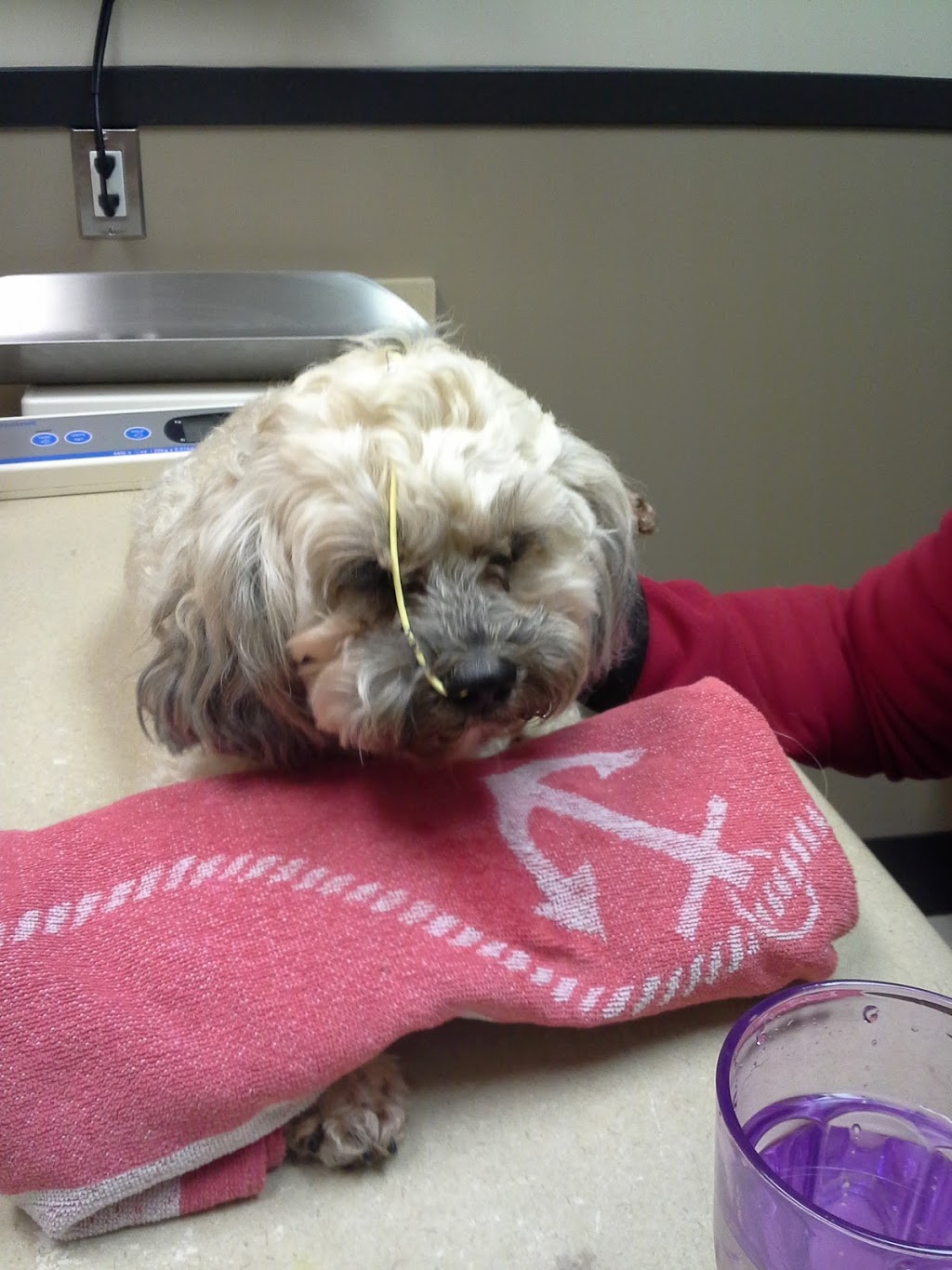 Sechelt Animal Hospital | 5500 Wharf Ave, Sechelt, BC V0N 3A0, Canada | Phone: (604) 885-2309