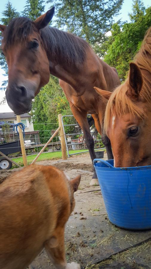 Stable Horse Training and Rehabilitation | 26136 Dewdney Trunk Rd, Maple Ridge, BC V2W 1A2, Canada | Phone: (604) 315-1517