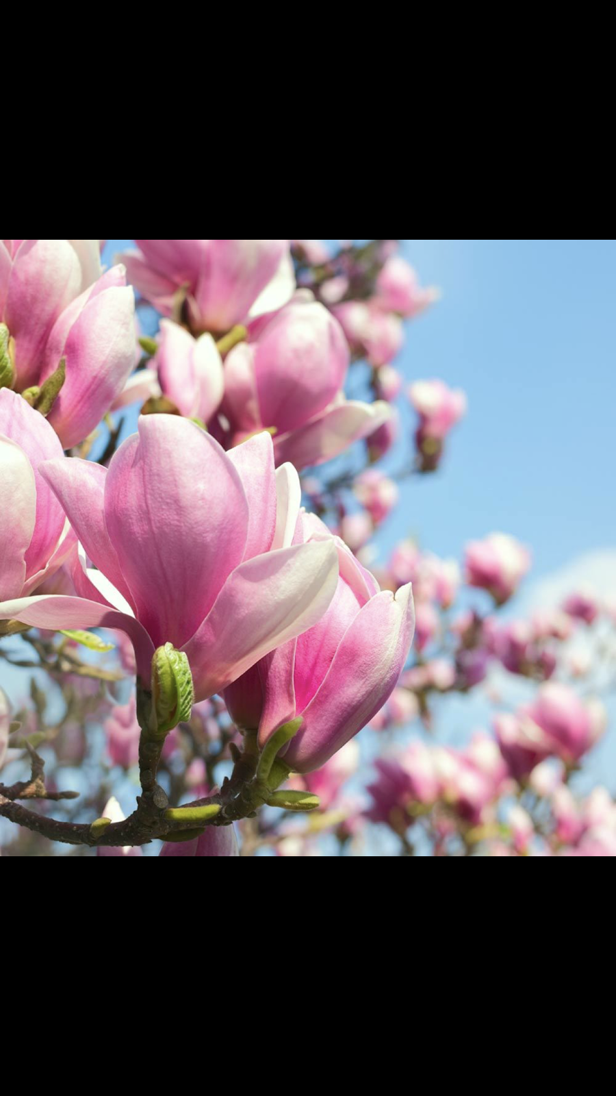 Magnolia Medical Clinic | 504 Steele St, Port Colborne, ON L3K 6Y7, Canada | Phone: (905) 835-5555