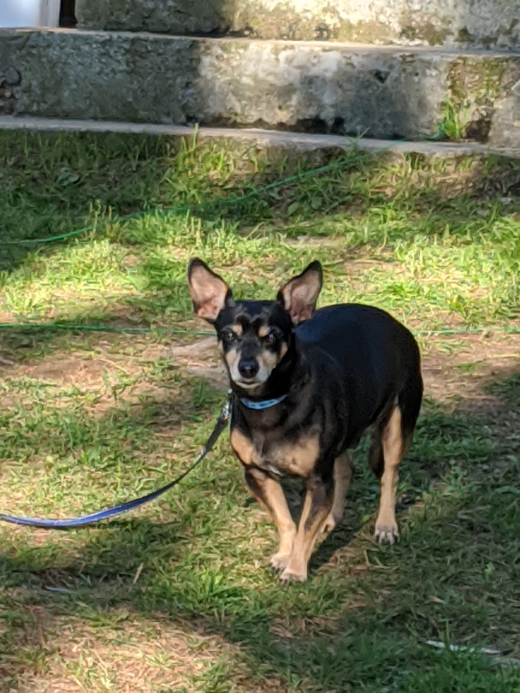 Stirling Veterinary Services | 36 Wilson Rd, Stirling, ON K0K 3E0, Canada | Phone: (613) 395-2716