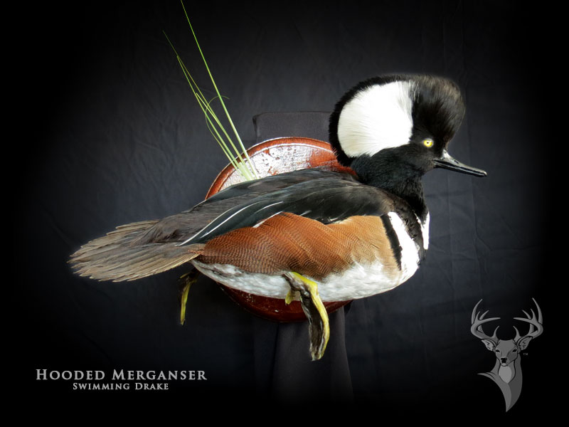 Chris Rawn Taxidermy & Wildlife Arts | 3319 Flos Rd 3 W, Stayner, ON L0M 1S0, Canada | Phone: (705) 719-8732