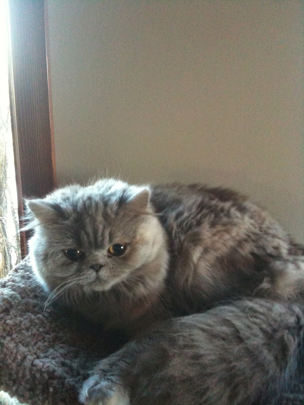 Foothills Pet Resort & Spaw | 658 Avenue East, Cayley, AB T0L 0P0, Canada | Phone: (403) 395-2211