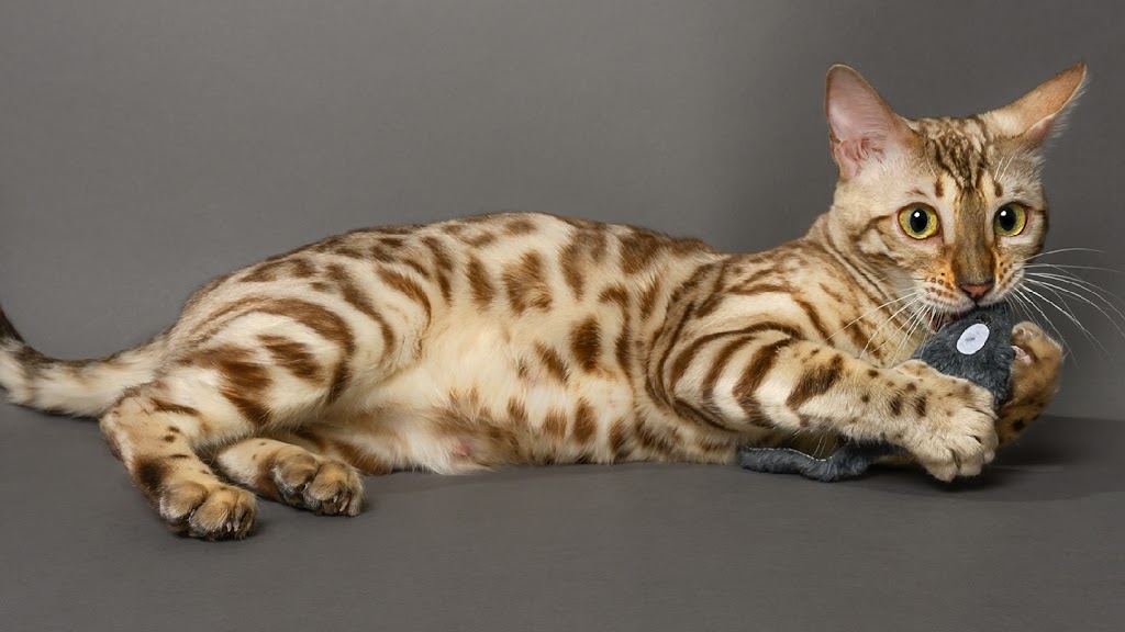 KW Bengals | Alison Ave, Cambridge, ON N1R 1N2, Canada | Phone: (519) 778-9502