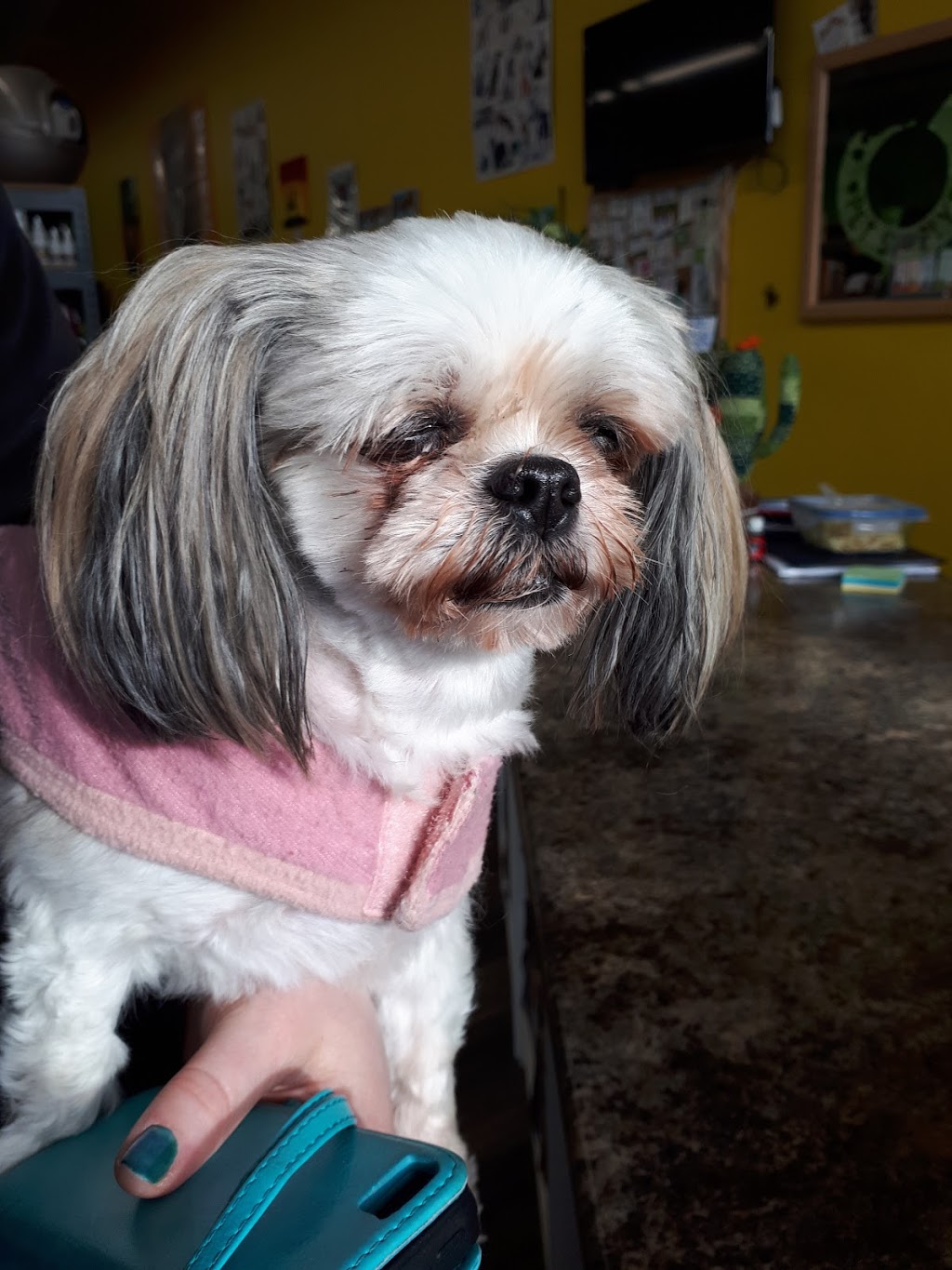 Luckys Pet Supply | 104-2100 Main St, Penticton, BC V2A 5H7, Canada | Phone: (250) 493-3647