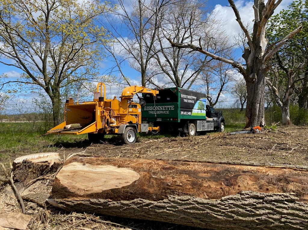 Bison Tree Service | 59071 Pleasant Rd 38E, Anola, MB R5L 0E7, Canada | Phone: (289) 683-5408