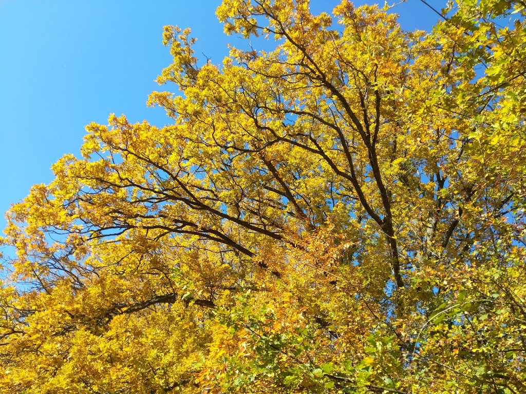 Buttertubs Marsh Park | 197 Bird Sanctuary Dr, Nanaimo, BC V9R 6G8, Canada | Phone: (250) 754-4251